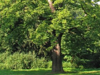 Umbria verde e alberi monumentali, censimento e catalogazione