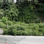 Perugia prigioniera di erba e piante, il degrado della periferia