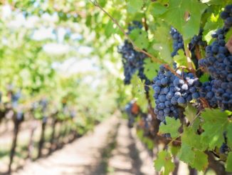 Mercato vitivinicolo: circa 1 milione 400 mila euro per promozione