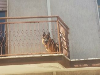 Lasciano il cane in terrazzo e vanno in vacanza, succede a Perugia
