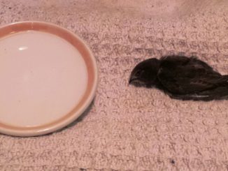 Il piccolo rondone che non volerà mai nelle notti di Perugia