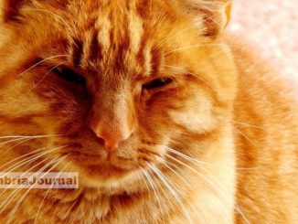 Sportello a 4 zampe, firmato accordo, strumento utile per la comunità