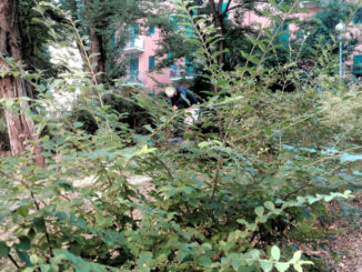 Manutenzione verde pubblico a Perugia è in forte ritardo