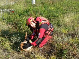 Cagnolino cade in un canale, salvato dai Vigili del fuoco di Terni