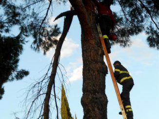 Pieve di Campo e il ramo a penzoloni inascoltato, sfiorata la tragedia
