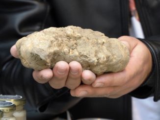 Tartufo più grosso vincitore alla 29esima edizione della Mostra mercato del tartufo e della patata bianca di Pietralunga
