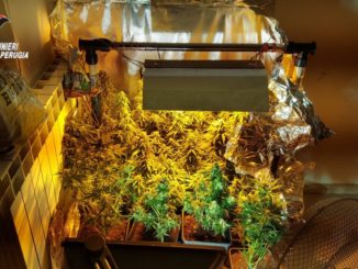 Foligno, droga a Km zero, sequestrata una coltivazione di marijuana