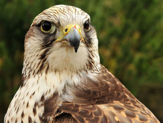 falco sacro