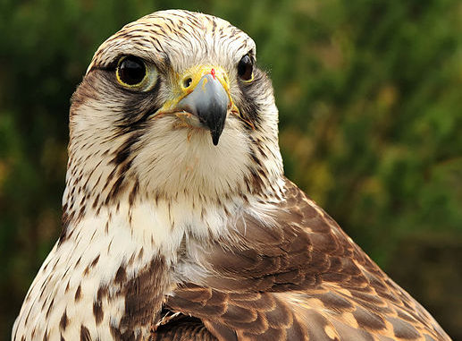 falco sacro