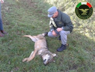 Trovato morto un lupo lungo la strada per San Pellegrino, forse investito