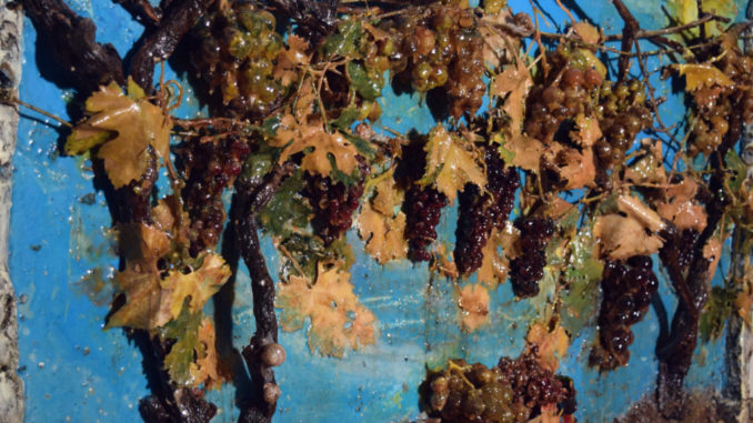 Inaugurata a Palazzo Cesaroni la mostra di Isaia e Sirio Lepore
