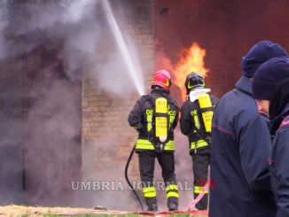 Incendio ricovero animali a Torgiano, muoiono 2 bovini da esposizione