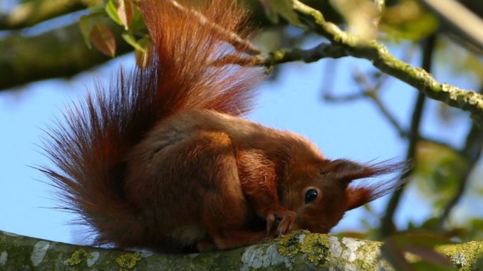 Lo scoiattolo rosso torna in alcune aree di Perugia da cui era scomparso da anni