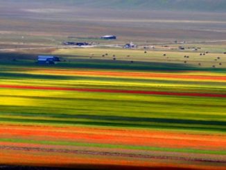 Terremoto, la famosa fioritura è a rischio, riaprire strada Castelluccio