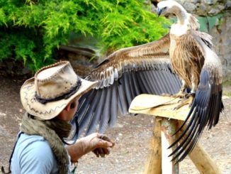 città della domenica, perugia, falconeria
