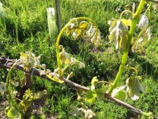 Maltempo fa danni tragici all’agricoltura, gravi danni in tutti i comparti