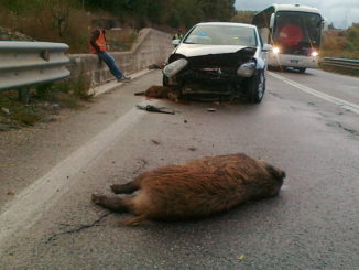 Troppi incidenti causati da animali sulla E45, servono recinzioni e barriere