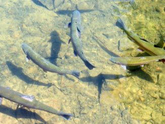 Ladri pescatori rubano quintali di trote a Fossato di Vico
