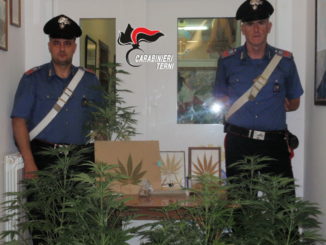 Agricoltore 64enne spagnolo coltiva marijuana, denunciato dai carabinieri