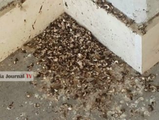 Degrado cimitero Terni, Earth Umbria presenta denuncia formale