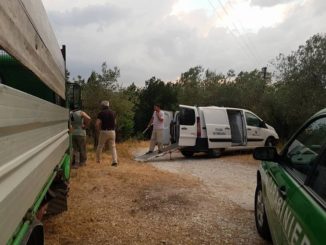 Animali maltrattati, condizioni pietose a Collescipoli, pastore denunciato