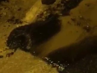 Ennesimo spreco di acqua in piena emergenza idrica, succede a Corciano