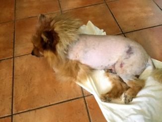 Cosa è successo a questo povero cane? Grave fatto accaduto a San Gemini