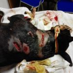 Pitbull azzanna cagnolino a Bastia, guardate come l'ha ridotto