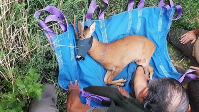 Il Capriolo di Foligno trasferito sui Monti Sibillini, sta bene