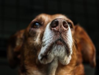 Terni, parte per le vacanze e lascia cane in terrazzo che muore di stenti