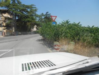 Ailanto la pianta infestante, resiste a siccità e invade bordi delle strade