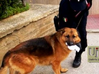 Trevi, oltre 3 chili di hashish in casa, 57enne arrestato grazie a Batman