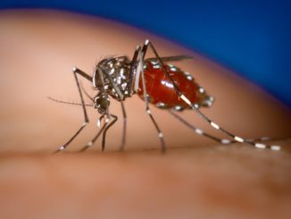 Chikungunya crea problemi anche in Umbria, manca sangue a Terni