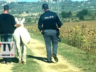 Asino su via Pievaiola a Perugia denunciato proprietario perugino