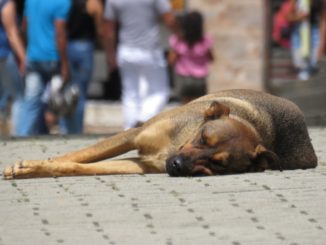 Strutture per animali randagi, ordine del giorno di Bistocchi e Bori