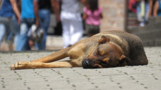 Strutture per animali randagi, ordine del giorno di Bistocchi e Bori