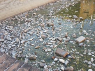 Laghetto del Caos a Terni nel degrado, mattoni e animale morto