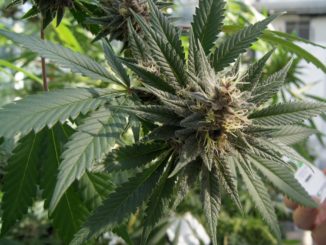 Radicaliperugia farmaci cannabinoidi la Regione non assicura terapia