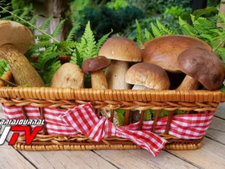 I funghi dal vero con circolo micologico naturalistico perugino