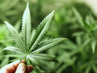 Radicali, 39% narcotraffico è legato a cannabis, legalizzazione subito