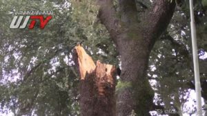 Tragedia sfiorata ad Assisi, albero cade vicino ad una donna in via Umberto I