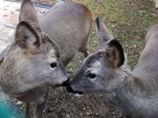 Città di Castello, Caprioli sbranati dai lupi nella notte nell’ambulatorio veterinario
