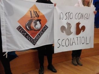 Scoiattoli grigi, fumata nera parla il consigliere PD Sarah Bistocchi