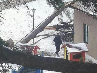 Alberi carichi di neve cadono sulla scuola dell’infanzia a Ponte D’Oddi