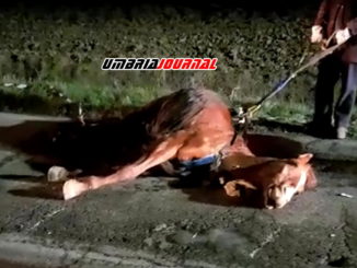 Cavallo morto lungo la Pievaiola di fronte a Capanne, investito da due auto