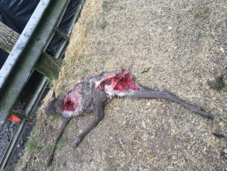 Prima o poi i lupi ce li troveremo a casa, spaventosa strage di pecore
