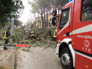 Si schianta albero a Belfiore di Foligno vicino alla scuola, nessun danno