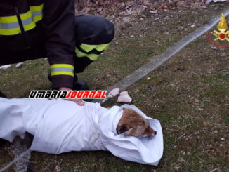Volpe scivola in un laghetto, salvata dai Vigili del fuoco a Fossato di Vico
