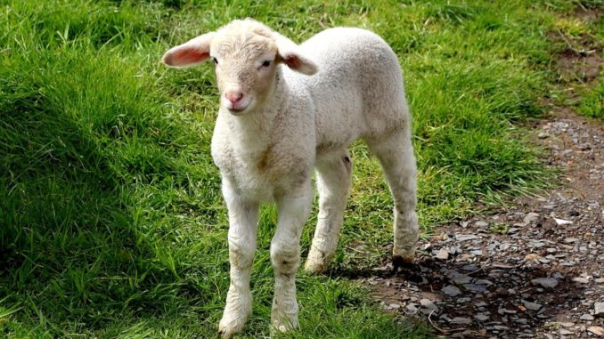 Per Pasqua niente agnelli e capretti ok? Lo chiede Earth Umbria
