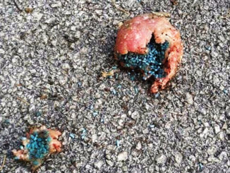 Allerta su episodi di bocconi avvelenati, Provincia in azione